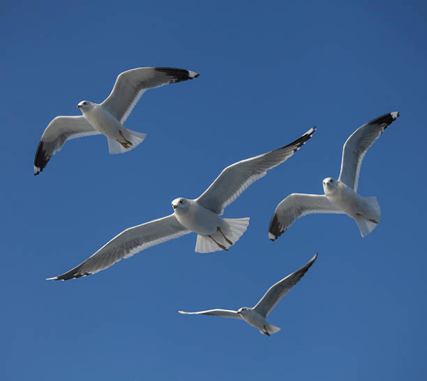 A group of seagulls flying against a clear blue sky.